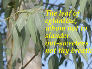 The leaf of eglantine whom, not to slander, outsweetens not tht breath