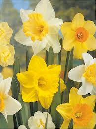 Daffodils, that come before the swallows dare, and take The winds of March with beauty