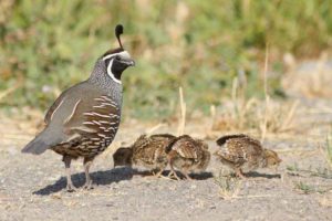 Scalia died while hunting quails - mother quail caring for her chicks\